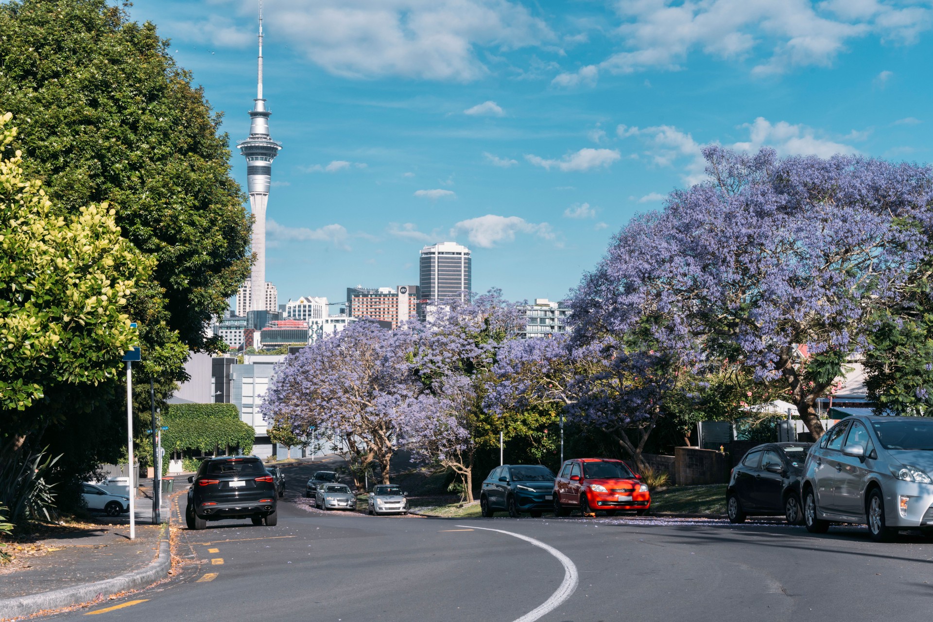 A city road lined with parked cars and planted with blooming jacarandas, with the Auckland city skyline in the background. The Auckland Sky Tower stands out.